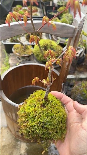 モミジの苔玉、若葉が芽吹いてとても美しい#苔玉 #紅葉