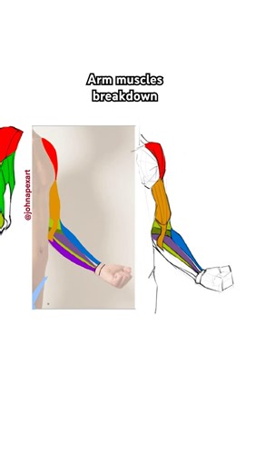 Anatomy for artists - Arm muscles breakdown