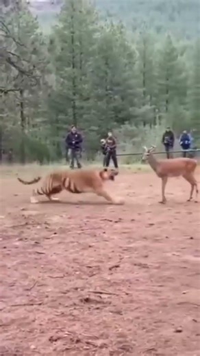 tiger acting #viral #animals