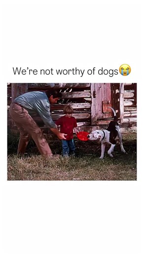 Moviewatcher on Instagram: "Bro why am i crying this is too cute. “Homeward Bound: The Incredible Journey” is a 1993 American animated adventure film directed by Duwayne Dunham. The movie follows three pets - Shadow, a golden retriever; Chance, an American bulldog; and Sassy, a cat - who get separated from their owners during a move to a new home. The story focuses on the three pets as they embark on an epic journey to find their way back to their owners, facing numerous challenges and obstacles