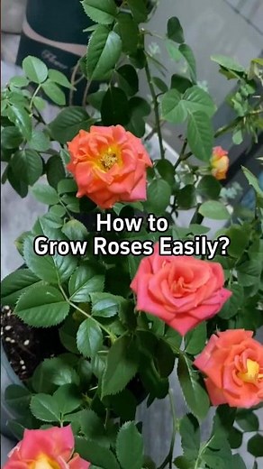 How to Grow Roses Easily?
