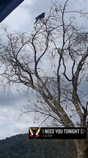 1.7K views · 31 reactions | Tena koe e Kai LOL Just short of falling in the pot LOL No rights to the music | Kani EI Hunt | Facebook