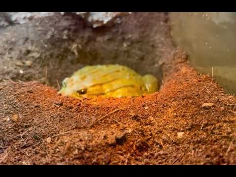 Substrate Depth Example - African Bullfrog - Pyxicephalus Adspersus also known as Pixie frog