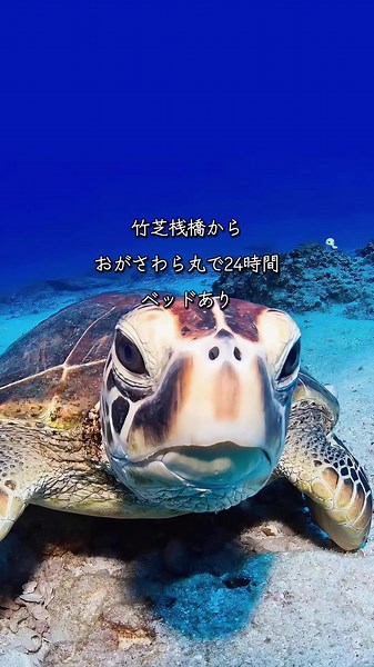 小笠原諸島の絶景を巡る24時間の旅