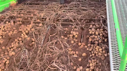 Here is the new (to us) potato harvester seeing its first action earlier this week as the team at Iott Seed Farms got started on potato harvest season. The harvester operator is also new; Deryk is in… | Iott Seed Farms