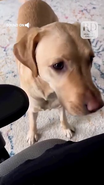 5.2K views · 30 reactions | Man's best friend, indeed! #ServiceDog #HealthAssistance #BloodSugarMonitoring #DiabetesManagement #DogsofInstagram #PetHealthcare #LoyalCompanion | Reader's Digest | Facebook