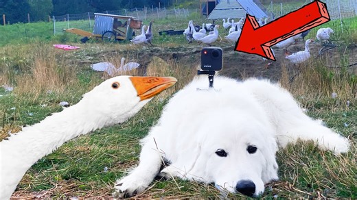 What a GoPro Revealed About Our Guard Dog’s Duties