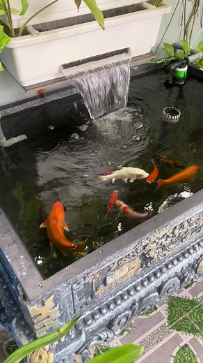 Koi Fish Pond Design Ideas for Your Backyard