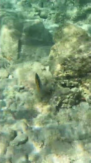 Reef Companions 🐠🪸🌊 A Pair of Threadfin Butterflyfish on the Move