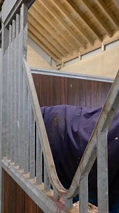 18K views · 804 reactions | There's been a cease fire in the bird control war, the Robin is a peace envoy. Isn't he cute? #jodavisracing #equissistant #horse #horsepower #racehorses #racing #racehorsetrainer | Jo Davis Racing | Facebook