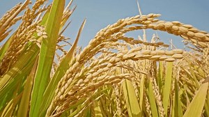 Paddy Fields Rural China Stock Footage Video (100% Royalty-free) 1110061839 | Shutterstock