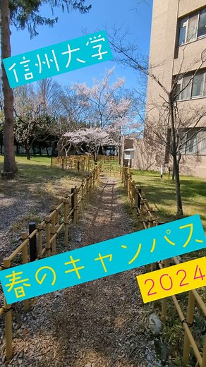 信州大学 Official | 松本キャンパスにも春が来ました！桜が咲き誇るキャンパス内をお散歩しました💐 #信州大学 #信大 #shinshuuniversity #春から信大 #信州大学松本キャンパス #桜2024 | Instagram