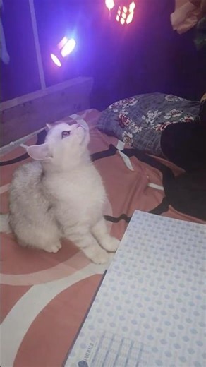 Cute Cat Playing Like Crazy 😍🐱 | Funny Cat Moments