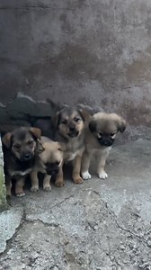 Too much cuteness in one frame🐕 #puppy_love #cute_pups | Nour-eddine Ibbou - نورالدين إيبو