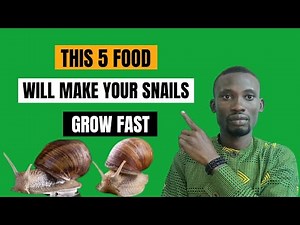 5 major food that will improve the growth of your snails #snailfarming #snailfarmingforbeginners