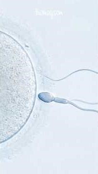 Rethinking the Male Biological Clock #malefertility