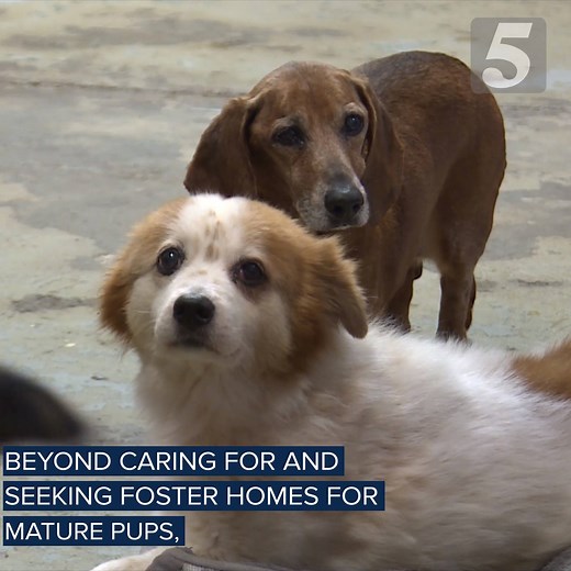103K views · 817 reactions | Show us pics of your old pup! Old dogs need love too and Tuesday Kristen Skovira NC5 takes us to Old Friends Senior Dog Sanctuary where they rescue old or disabled pups and find them furever retirement homes. | NewsChannel 5 Nashville | Facebook