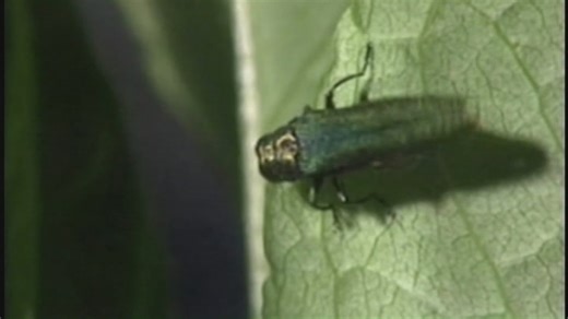 Invasive emerald ash borers spreading across North Alabama
