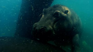 NOVA - How Did Whales Evolve From Land Mammals? - Twin Cities PBS