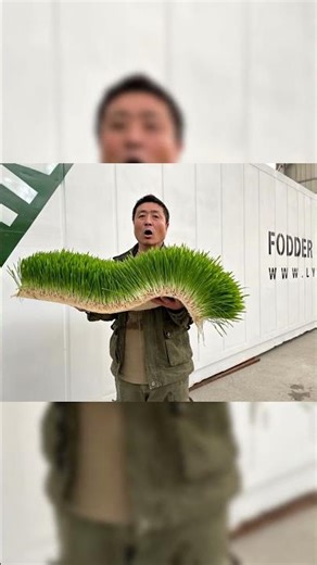 7 day growth from seed to feed, this is Lyine preferred method of hydroponic fodder growing