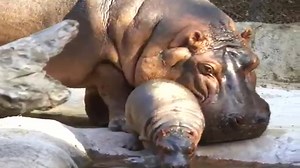 37K views · 1.5K reactions | We now know, the 3-week old hippo calf...