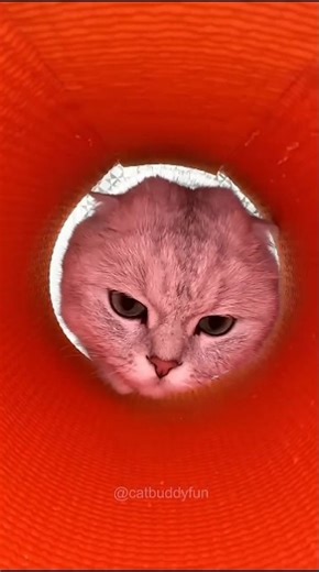 #TIMELAPSE, START to FINISH Alone BUILDLOG Cabin (Wooden House), HowTo Build Wooden Cabin,