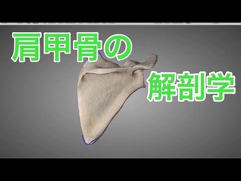 骨の解剖学：肩甲骨