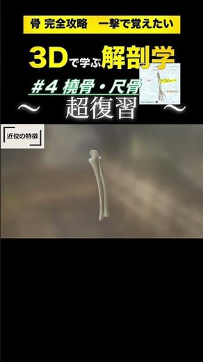 一撃で覚えたい！橈骨・尺骨★超復習 【3Dで学ぶ解剖学】 #解剖学 #体表解剖 #橈骨 #尺骨