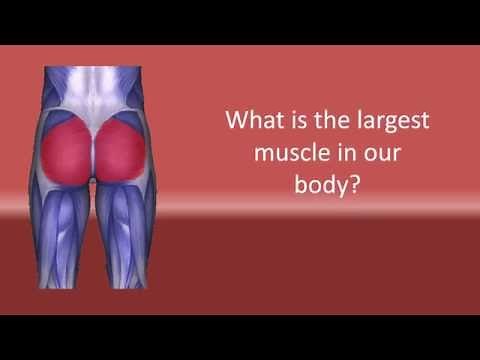 What is the biggest muscle in our body ?