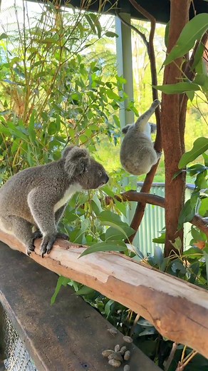145K views · 8.3K reactions | Did you know koalas can jump?! 勞 Koalas may seem slow, but their claws and strength let them make short tree-to-tree jumps with ease!  #koala #koalajoey #lovecentralcoast #feelnsw | Australian Reptile Park | Facebook