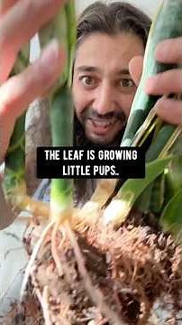 DIY Baby Snake Plant | creative explained