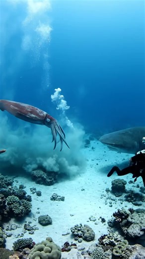 Two massive deep-sea titans face off in an incredible territorial showdown on the ocean floor. A colossal giant squid and an ancient shark clash in this rare underwater encounter captured by a brave diver.