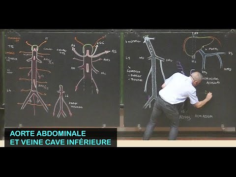 Anatomie de l'aorte abdominale et de la veine cave inférieure (Abdomen 8)