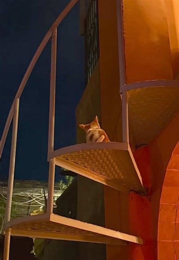 Cats of Marrakech: Seeing 1% of the Street Cats in Morocco