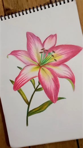 Lily drawing/Lily pencil colour sketch/ Lily sketch #lily #shorts #viral #trending #colors