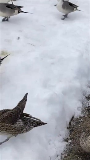 42K views · 1.3K reactions | Anas acuta% | Duckhuntingg | Facebook