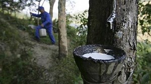 Global rubber body predicts limited price rise