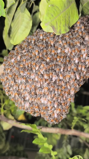 Honey bee, apis Florea