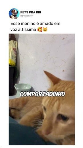 Esse menino é amado em voz altíssima 🥰🐱