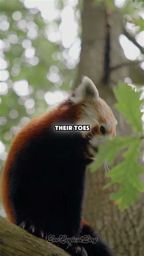 How Red Pandas Actually Mark Their Territory #wildlife #animals #shorts