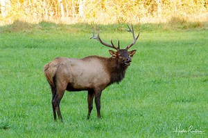 Best Places to See Elk in Cherokee NC - RaulersonGirlsTravel