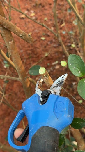 Are You Using Your Pruners Correctly