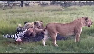196K views · 3K reactions | Hyenas & Lions 女 fight over zebra 煉 | Gavin Gordon | Facebook