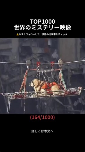 世界ミステリー事典 | 悲劇・神秘の記録 on Instagram: "アメリカ同時多発テロの瓦礫の中、救助犬たちは生存者を発見できない絶望感から、次第に活力を失い、深い無力感に陥ってしまいました。 そんな彼らの心を救ったのは、**救助隊員が自ら瓦礫に隠れて見つけ出させる「フェイク・レスキュー」**でした。 • 異変： 犠牲者ばかりが見つかる現実が、救助犬の精神を削り、元気を奪った。 • 対策： 隊員が生存者役となり、発見した犬を「命の恩人」として大げさに褒め称えた。 • 結果： 「誰かを救えた」という実感を得た犬たちは、再び誇りを取り戻し、任務へと戻っていった。 言葉を持たない救助犬たちもまた、人間と同じように**「誰かの役に立ちたい」という強い使命感**を持って戦っていたのです。"