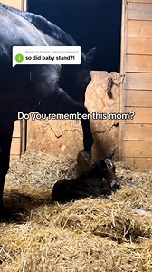🐴😘❤️A newborn foal learning to walk #horse #equestrianjourney #babyhorse #foal #horsetrack | Love = Mini Horse