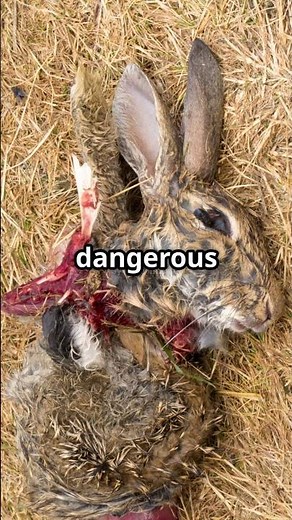 Zombie’ Rabbits with Horn Like Growths Spotted in Colorado—Virus, Not Fantasy