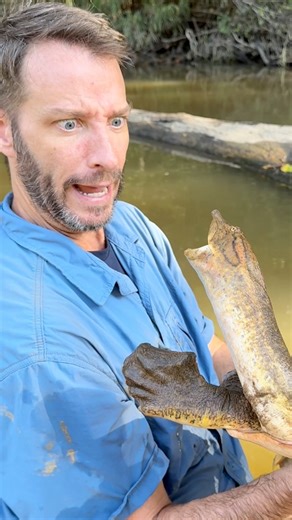 Checking out a Spiny Softshell turtle! #Turtle #kurakura #animals #wildlife #tortugas | Greg’s Turtle Haven
