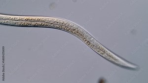 Movement of freshwater nematode under DIC microscope, 400x Stock Video