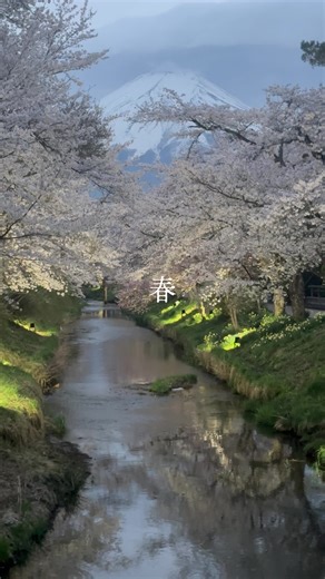 富士山麓、春の夜。 桜の下を、静かに散歩。 花びらが、 雨のように舞いはじめる。 客室の窓から、 春が静かに降りてくる。 花は雨のように。 夜は夢のように。 もう少し、ここで。 Spring night beneath Mount Fuji. A quiet walk under the blossoms. Petals begin to fall— soft as rain. From the window of the konohanakan spring drifts through the night. Petals like rain. A night like a dream. Stay a little longer. #日本の絶景 #富士山 #懷石料理 #温泉旅行 #山中湖 #luxuryhotelsworld #luxuryhotelsandresorts #privateonsen #luxuryretreat #自然の風景 #nature #治愈 #療癒 #森の中 #隠れ家 #温泉 #温泉旅館 #リトリート #winterjapan #森 #spring #春 #