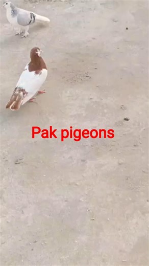 #pakpigeons #shortvideo #viralvideo #ytshorts #multani #all types pigeons